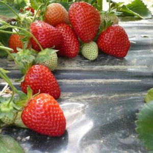 Олимпия (Olympia)