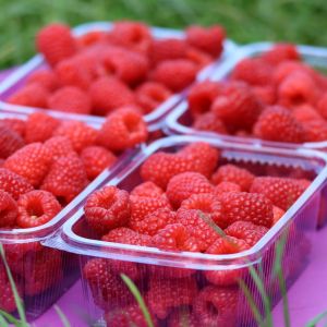 Магнат (Magnat)